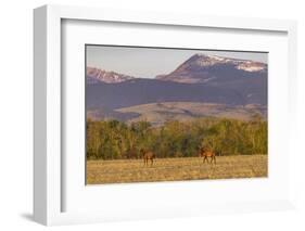 Bull elk in velvet along the Rocky Mountain Front near Choteau, Montana, USA-Chuck Haney-Framed Photographic Print