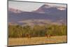 Bull elk in velvet along the Rocky Mountain Front near Choteau, Montana, USA-Chuck Haney-Mounted Photographic Print