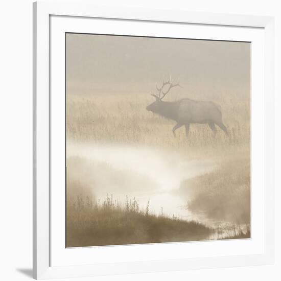 Bull Elk on foggy morning along Madison River, Yellowstone National Park, Montana, Wyoming-Adam Jones-Framed Photographic Print