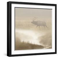 Bull Elk on foggy morning along Madison River, Yellowstone National Park, Montana, Wyoming-Adam Jones-Framed Photographic Print