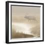 Bull Elk on foggy morning along Madison River, Yellowstone National Park, Montana, Wyoming-Adam Jones-Framed Photographic Print