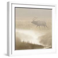 Bull Elk on foggy morning along Madison River, Yellowstone National Park, Montana, Wyoming-Adam Jones-Framed Photographic Print