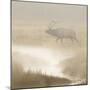 Bull Elk on foggy morning along Madison River, Yellowstone National Park, Montana, Wyoming-Adam Jones-Mounted Photographic Print