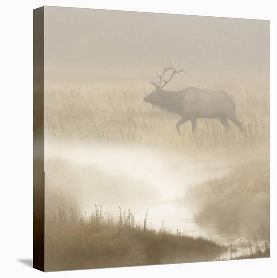 Bull Elk on foggy morning along Madison River, Yellowstone National Park, Montana, Wyoming-Adam Jones-Stretched Canvas