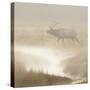Bull Elk on foggy morning along Madison River, Yellowstone National Park, Montana, Wyoming-Adam Jones-Stretched Canvas