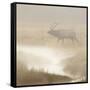 Bull Elk on foggy morning along Madison River, Yellowstone National Park, Montana, Wyoming-Adam Jones-Framed Stretched Canvas