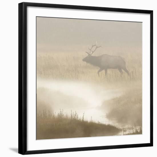 Bull Elk on foggy morning along Madison River, Yellowstone National Park, Montana, Wyoming-Adam Jones-Framed Photographic Print