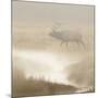 Bull Elk on foggy morning along Madison River, Yellowstone National Park, Montana, Wyoming-Adam Jones-Mounted Photographic Print