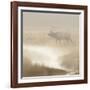 Bull Elk on foggy morning along Madison River, Yellowstone National Park, Montana, Wyoming-Adam Jones-Framed Photographic Print