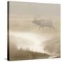 Bull Elk on foggy morning along Madison River, Yellowstone National Park, Montana, Wyoming-Adam Jones-Stretched Canvas