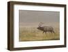 Bull Elk on Foggy Morning Along Madison River, Yellowstone National Park, Wyoming-Adam Jones-Framed Photographic Print