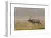 Bull Elk on Foggy Morning Along Madison River, Yellowstone National Park, Wyoming-Adam Jones-Framed Photographic Print