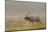 Bull Elk on Foggy Morning Along Madison River, Yellowstone National Park, Wyoming-Adam Jones-Mounted Photographic Print