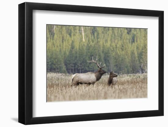 Bull elk or wapiti in meadow, Yellowstone National Park, Wyoming-Adam Jones-Framed Photographic Print