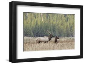 Bull elk or wapiti in meadow, Yellowstone National Park, Wyoming-Adam Jones-Framed Photographic Print