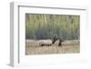 Bull elk or wapiti in meadow, Yellowstone National Park, Wyoming-Adam Jones-Framed Photographic Print