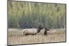 Bull elk or wapiti in meadow, Yellowstone National Park, Wyoming-Adam Jones-Mounted Photographic Print