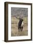 Bull elk or wapiti in meadow, Yellowstone National Park, Wyoming-Adam Jones-Framed Photographic Print