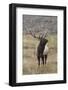 Bull elk or wapiti in meadow, Yellowstone National Park, Wyoming-Adam Jones-Framed Photographic Print