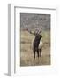 Bull elk or wapiti in meadow, Yellowstone National Park, Wyoming-Adam Jones-Framed Photographic Print