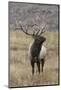 Bull elk or wapiti in meadow, Yellowstone National Park, Wyoming-Adam Jones-Mounted Photographic Print