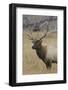 Bull elk or wapiti in meadow, Yellowstone National Park, Wyoming-Adam Jones-Framed Photographic Print