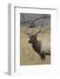 Bull elk or wapiti in meadow, Yellowstone National Park, Wyoming-Adam Jones-Framed Photographic Print