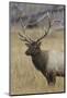 Bull elk or wapiti in meadow, Yellowstone National Park, Wyoming-Adam Jones-Mounted Photographic Print