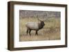 Bull elk or wapiti in meadow, Yellowstone National Park, Wyoming-Adam Jones-Framed Photographic Print