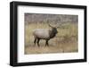 Bull elk or wapiti in meadow, Yellowstone National Park, Wyoming-Adam Jones-Framed Photographic Print