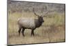 Bull elk or wapiti in meadow, Yellowstone National Park, Wyoming-Adam Jones-Mounted Photographic Print