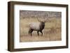 Bull elk or wapiti in meadow, Yellowstone National Park.-Adam Jones-Framed Photographic Print