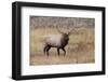 Bull elk or wapiti in meadow, Yellowstone National Park.-Adam Jones-Framed Photographic Print