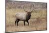Bull elk or wapiti in meadow, Yellowstone National Park.-Adam Jones-Mounted Photographic Print