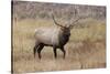 Bull elk or wapiti in meadow, Yellowstone National Park.-Adam Jones-Stretched Canvas