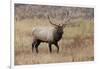 Bull elk or wapiti in meadow, Yellowstone National Park.-Adam Jones-Framed Photographic Print