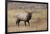 Bull elk or wapiti in meadow, Yellowstone National Park.-Adam Jones-Framed Photographic Print