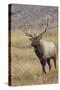 Bull elk or wapiti in meadow, Yellowstone National Park.-Adam Jones-Stretched Canvas
