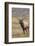 Bull elk or wapiti in meadow, Yellowstone National Park.-Adam Jones-Framed Photographic Print