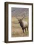 Bull elk or wapiti in meadow, Yellowstone National Park.-Adam Jones-Framed Photographic Print