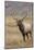 Bull elk or wapiti in meadow, Yellowstone National Park.-Adam Jones-Mounted Photographic Print