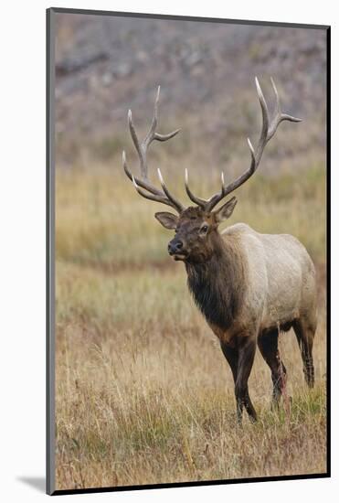 Bull elk or wapiti in meadow, Yellowstone National Park.-Adam Jones-Mounted Photographic Print