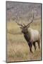 Bull elk or wapiti in meadow, Yellowstone National Park.-Adam Jones-Mounted Photographic Print