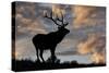 Bull elk or wapiti silhouetted at sunrise on ridge, Yellowstone National Park, Wyoming-Adam Jones-Stretched Canvas