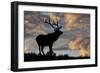 Bull elk or wapiti silhouetted at sunrise on ridge, Yellowstone National Park, Wyoming-Adam Jones-Framed Photographic Print