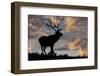 Bull elk or wapiti silhouetted at sunrise on ridge, Yellowstone National Park, Wyoming-Adam Jones-Framed Photographic Print