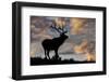 Bull elk or wapiti silhouetted at sunrise on ridge, Yellowstone National Park, Wyoming-Adam Jones-Framed Photographic Print