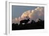 Bull elk or wapiti silhouetted on ridge at sunrise, Yellowstone National Park, Wyoming-Adam Jones-Framed Photographic Print