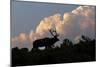 Bull elk or wapiti silhouetted on ridge at sunrise, Yellowstone National Park, Wyoming-Adam Jones-Mounted Photographic Print