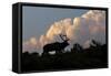 Bull elk or wapiti silhouetted on ridge at sunrise, Yellowstone National Park, Wyoming-Adam Jones-Framed Stretched Canvas